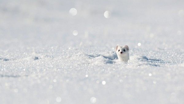 L'hiver ne vient plus